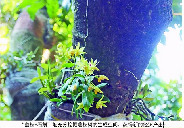 荔枝树竟能长出石斛！广州增城利用荔枝树干成功培育铁皮石斛