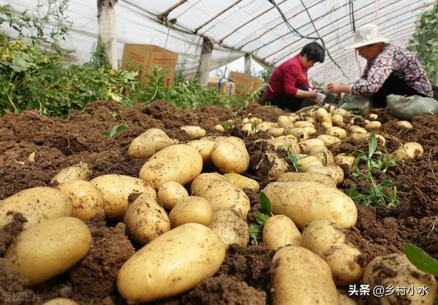 春土豆什么时候种植？老农教你5个技巧，马铃薯出苗快、芽苗健壮