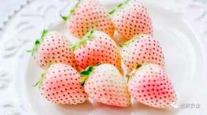 菠萝草莓种植(菠萝味草莓阿拉上海自主培育的“白富美”，你尝过吗？)