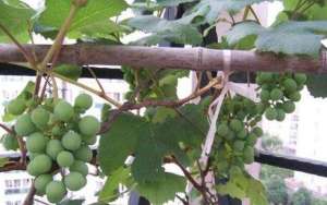 家庭种植葡萄(家庭怎么种盆栽葡萄？注意“4点”，果子结的超多，一串串挂满了)