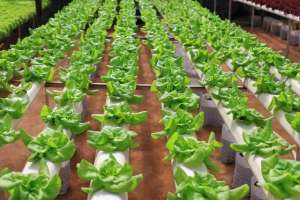 大棚种植白菜技术(塑料大棚设施，栽培春季大白菜，要做好这6方面)