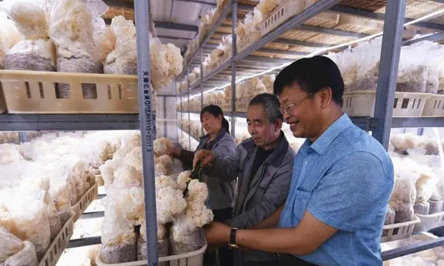 绣球菌为什么被日本称为“梦幻神奇的菇”，人工如何进行栽培？