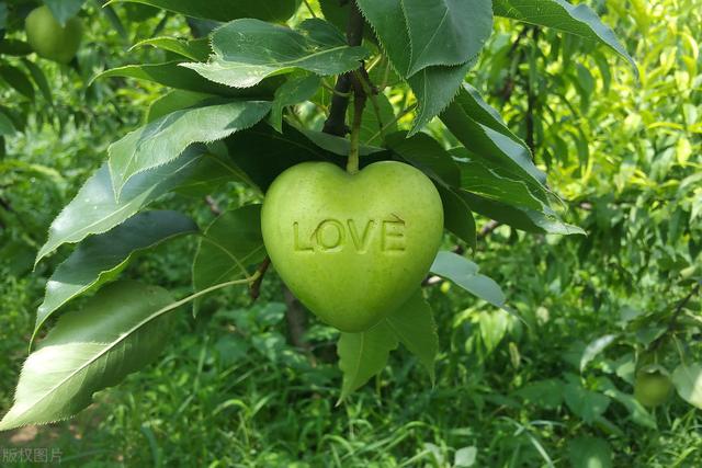 爱心苹果、佛祖雪梨？苏州团队种植创意蔬果这“脑洞”绝了