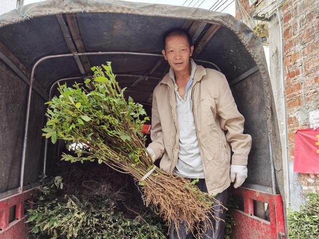 河池宜州：发展花椒产业 助推乡村振兴