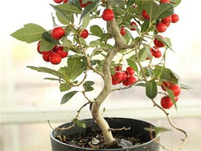盆栽山楂树种植方法