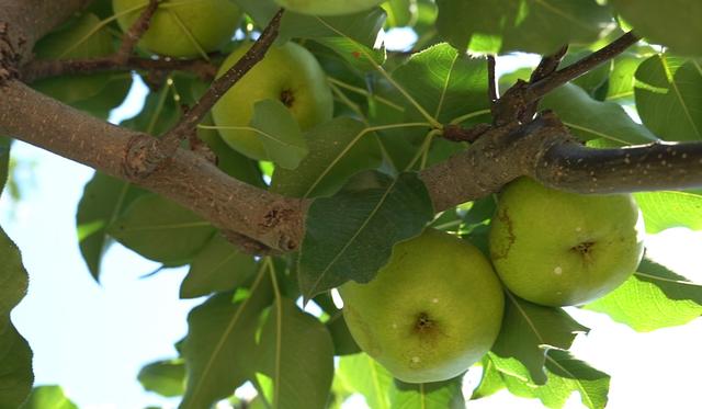 吉林梨树：瓜果成熟飘香 粮食作物丰收进行时