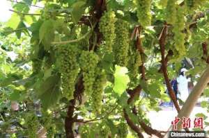 新疆葡萄种植面积(新疆葡萄产业如何打造“甜蜜产业”？)