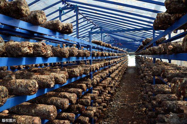 宜宾蚕区桑枝屑栽培香菇技术，每一点都非常重要，快来学习吧