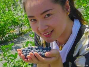 济南蓝莓种植(济南市最大的蓝莓种植基地开始采摘了)
