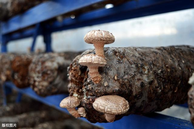 宜宾蚕区桑枝屑栽培香菇技术，每一点都非常重要，快来学习吧