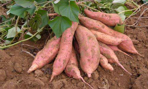 紫色品种红薯怎么种植，需要注意些什么，怎么提高产量