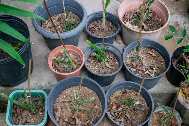 火龙果用种子培育的幼苗能养开花，但并不是每个人都能搞定