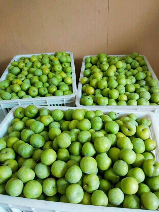 「荆州第二届网络水果节」松滋三峡移民栽种巫山李子，脆甜，39.9元4斤