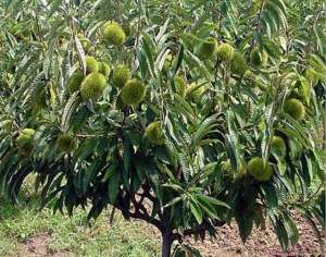 栗子树种植方法(成活率高、树体生长茂盛、产 量高的板栗树栽培技术)