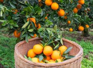 现在种植什么水果最好(我国种植面积最大的10种水果，柑橘以4500万亩的种植面积稳居第一)