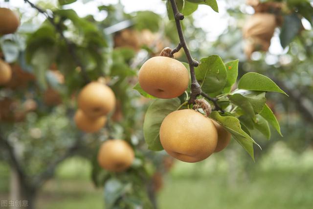 我国种植面积最大的10种水果，柑橘以4500万亩的种植面积稳居第一