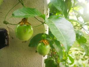 百香果怎么种植盆栽(百香果阳台养成步骤，最重要的是花盆够大、施肥)