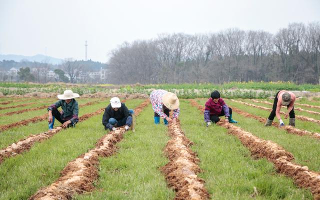 江西万年珠田村竹荪开种 村里每年增收十几万元