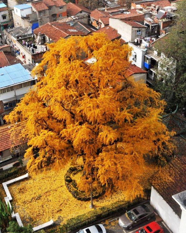 武汉两棵树入选“湖北十大最美古树”，正在公示中