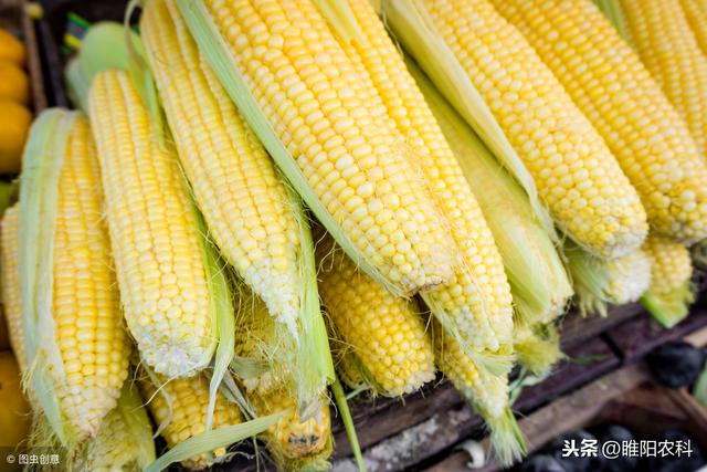 推荐几个高产、优质、广适甜玉米品种，今年种它肯定行