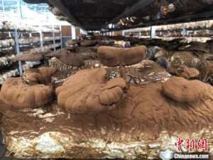 中国最大的香菇种植基地(打卡湖北十堰郧阳香菇小镇 看各式灵芝仙草“成长记”)