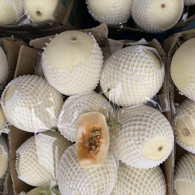春季中早熟优质厚皮东方蜜1号香瓜高效优质栽培技术