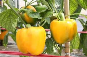 甜椒的种植技术(掌握好栽种甜椒的时间，用对种植方法，才能使辣椒长得更好)