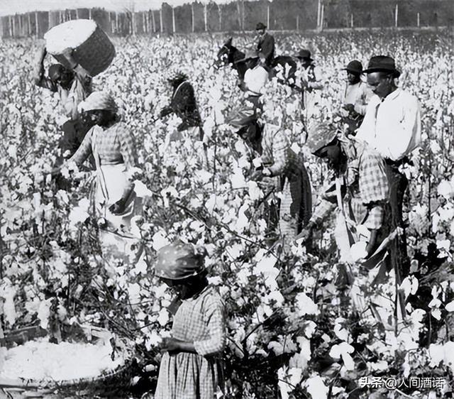 黑奴的棉花种植园生活：摘棉花、吃猪肉和挨鞭子，每天工作18小时