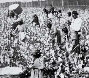 棉花种植园下书包网(黑奴的棉花种植园生活：摘棉花、吃猪肉和挨鞭子，每天工作18小时)