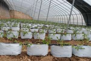 科技种植蔬菜(大棚改做袋装无土栽培，种植瓜果蔬菜，做好3点就能栽苗了)