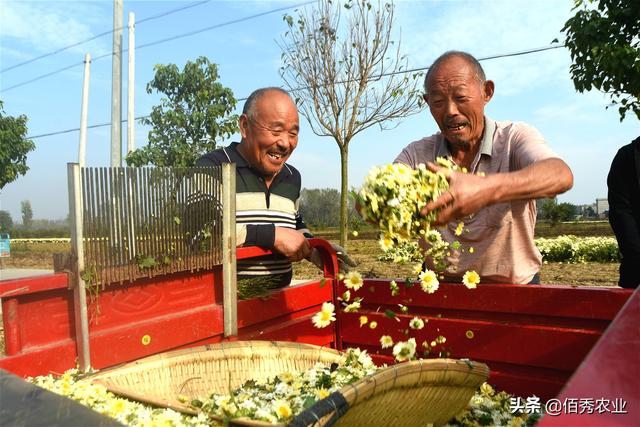 农民种植菊花，经济效益喜人，地头就能销售，摘花工具有智慧