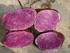 紫山药的种植方法(紫山药怎么进行种植紫山药种植技术)