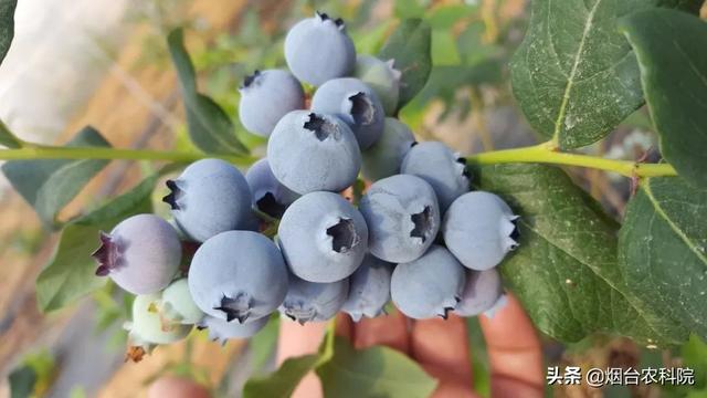 2019烟台农科院果树优良品种推荐—蓝莓