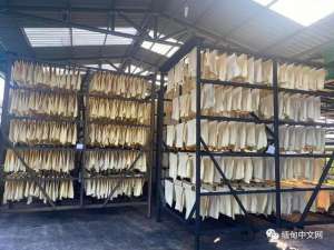 缅甸 橡胶种植(缅甸橡胶主要出口中国，价格稳定)