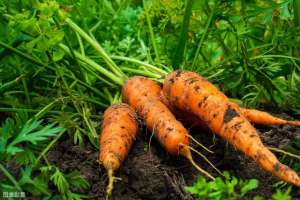 红萝卜怎么种植方法(种植胡萝卜，掌握这套高产栽培技术，助你亩产超万斤)