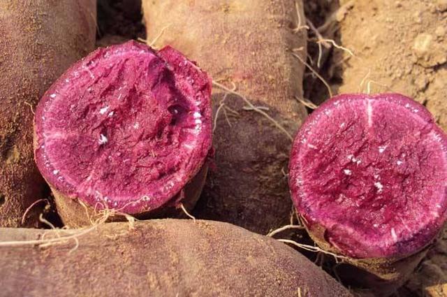 紫薯种植高产技术，很全面，从选择品种到收获，建议收藏