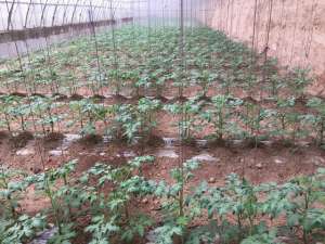 大棚西红柿种植管理(详细介绍大棚番茄植株调整方法，吊蔓、打杈、打顶、打叶)