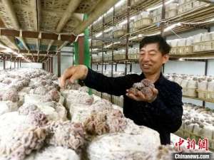 蘑菇种植基地(江苏沛县：大沙河畔小蘑菇撑起乡村全面振兴大产业)