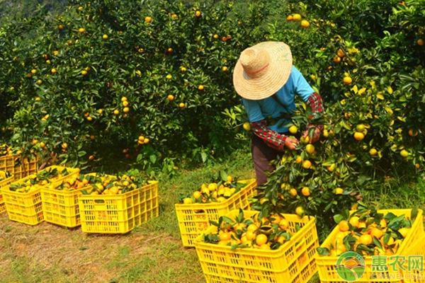水果种植补贴项目有哪些？2018年最新水果种植补贴政策解读
