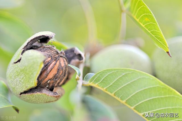 薄壳山核桃良种“金华”在湖南的引种、繁育及栽培技术，建议收藏