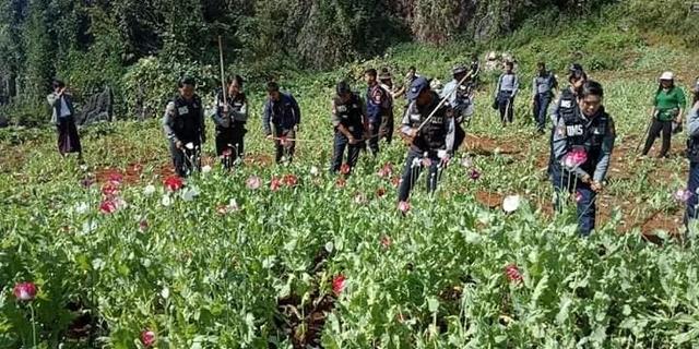 缅甸克耶邦警方销毁大量罂粟种植田