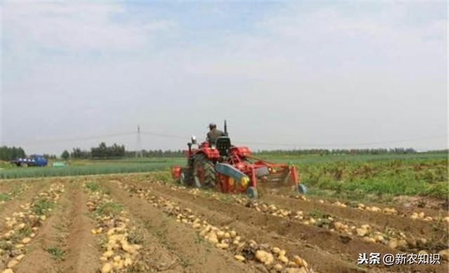 现代自动化农业机械设备，马铃薯种植和收获一条龙