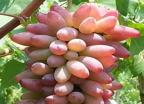 种植无核葡萄，高产的栽培技术以及施肥要求