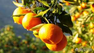 贡桔种植(果农怎么种植柑橘才能赚钱？)
