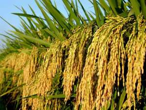 水稻怎么种植高产(水稻栽培技术，要想水稻高产量，每个步骤都要细心去管理)
