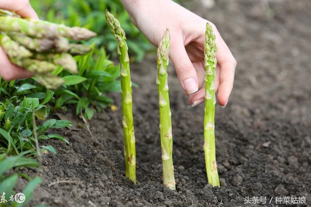 想种芦笋，学会育苗是关键，春天种几棵，再也不愁出苗了