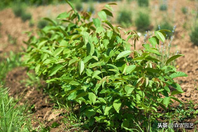 薄壳山核桃良种“金华”在湖南的引种、繁育及栽培技术，建议收藏