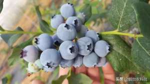 北方种植蓝莓品种(2019烟台农科院果树优良品种推荐—蓝莓)