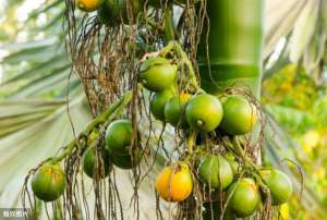 槟榔种植(清楚槟榔的栽培情况，再学会这些种植技巧，就能让槟榔健康生长)