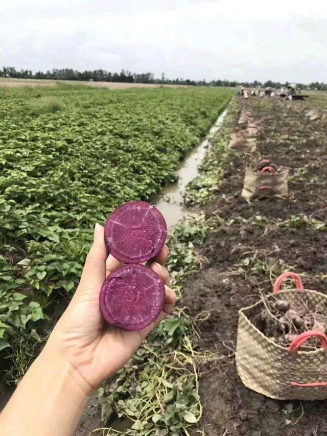 紫薯种植高产技术，很全面，从选择品种到收获，建议收藏